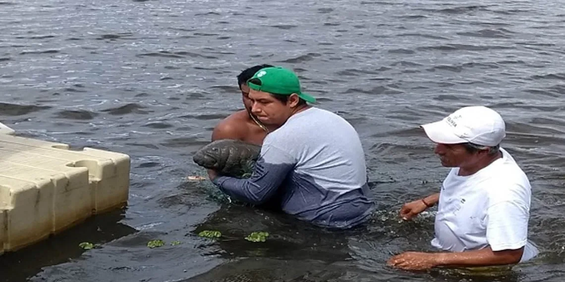 Red de Varamientos rescató tres manatíes en el Magdalena Medio Santandereano