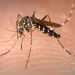 Santander continúa en alerta roja por casos de dengue, un menor la víctima más reciente