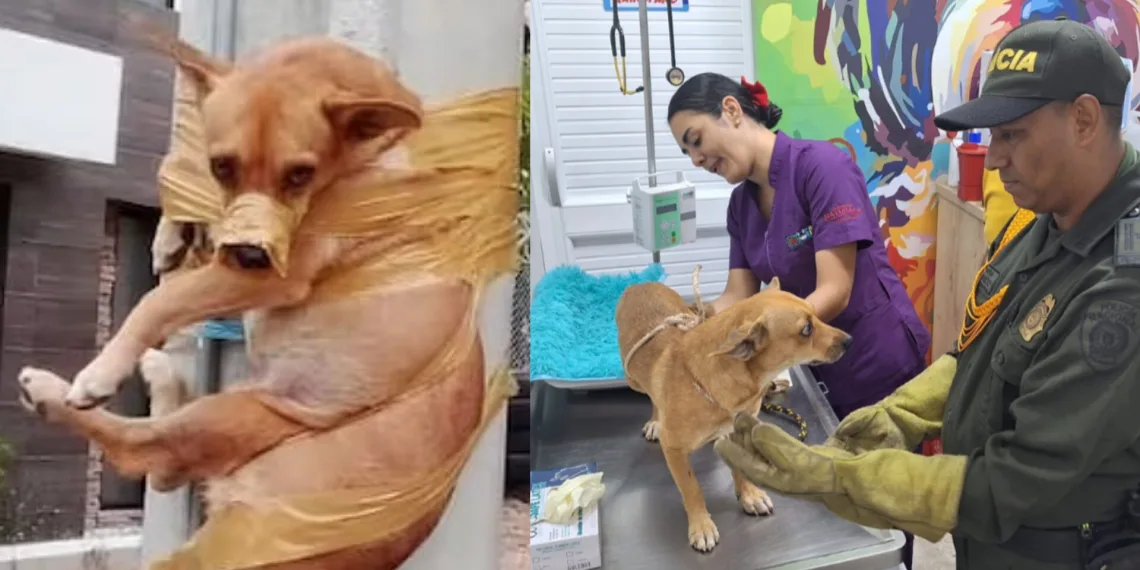 ¿Hasta dónde llega la crueldad del ser humano? Un canino fue amarrado a un poste en Barrancabermeja