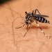 Alerta por brote de Dengue en Bucaramanga, por esta enfermedad probablemente han fallecido 4 personas