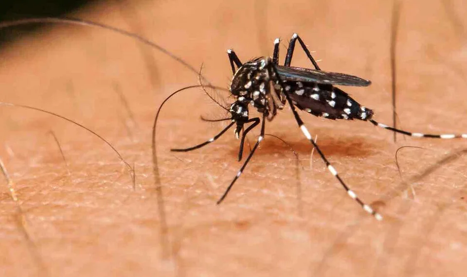 Alerta por brote de Dengue en Bucaramanga, por esta enfermedad probablemente han fallecido 4 personas
