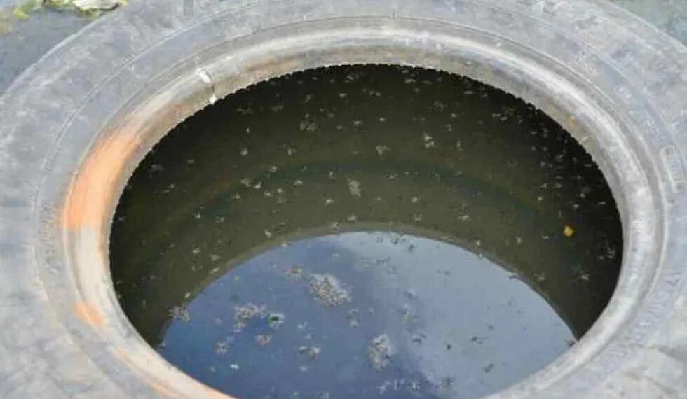 ¡Alerta! Santander reporta 8.800 casos positivos y 19 fallecidos por brote de dengue