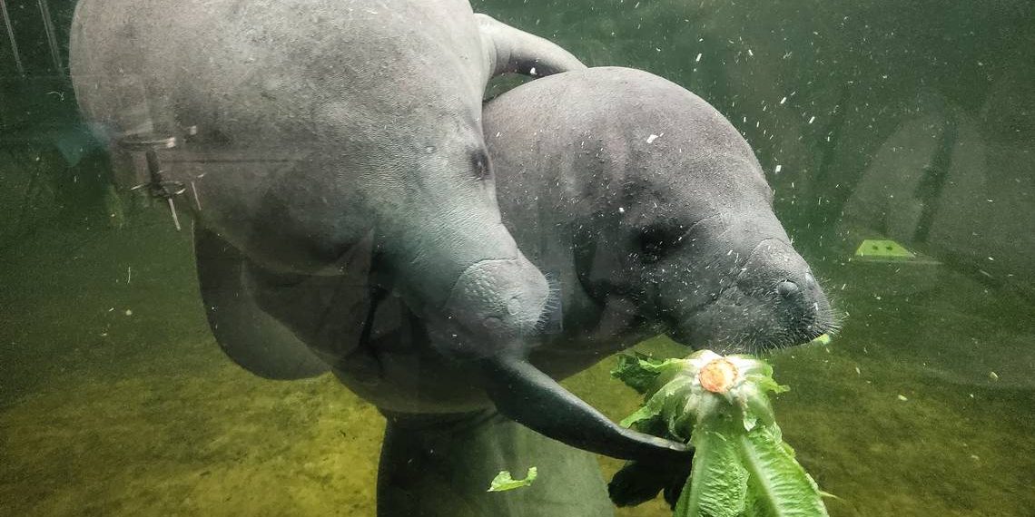 Urgente:  Acciones para proteger manatíes en el Magdalena Medio, ante inminente peligro para esta especie