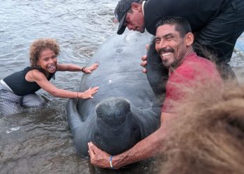 En riesgo se encuentran nueve manatíes en ciénaga de Paredes de Puerto Wilches