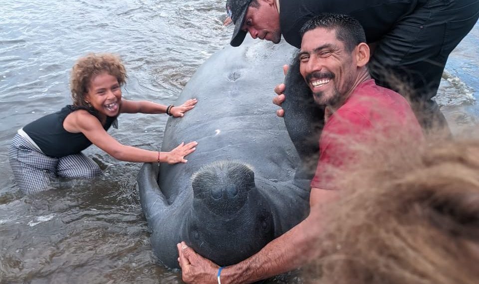 En riesgo se encuentran nueve manatíes en ciénaga de Paredes de Puerto Wilches