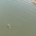 Colombia busca que los saberes alrededor de la pesca artesanal del río Magdalena sean Patrimonio Inmaterial de la Humanidad