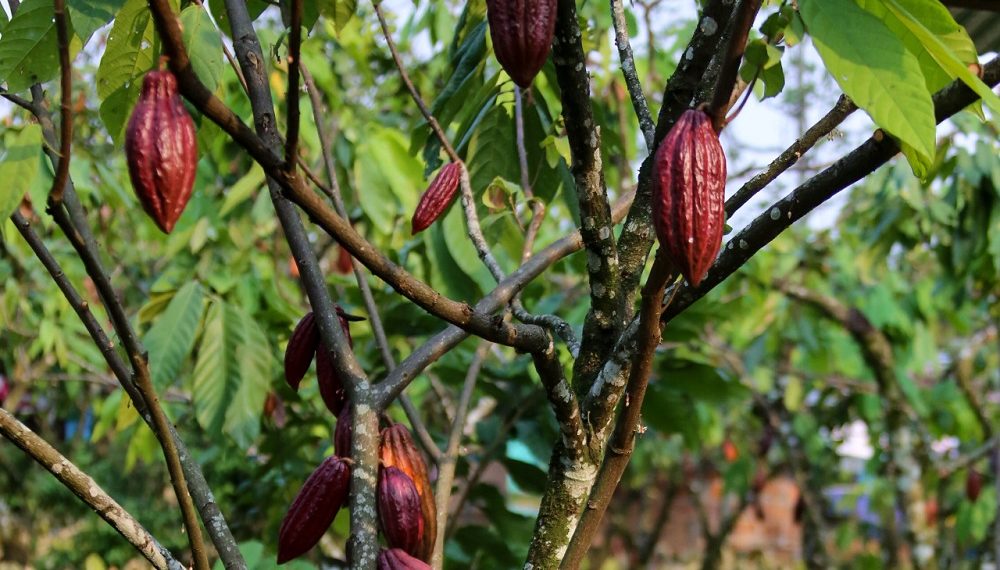 ¡Atención! se buscan nueve muestras de cacao para representar a Colombia en el programa Cacao of Excellence