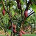 ¡Atención! se buscan nueve muestras de cacao para representar a Colombia en el programa Cacao of Excellence