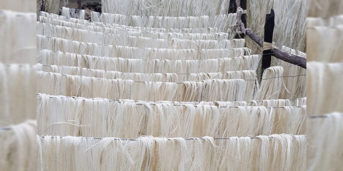 Gobierno propone como alternativa empaques de fibra de fique para disminuir el uso de plástico