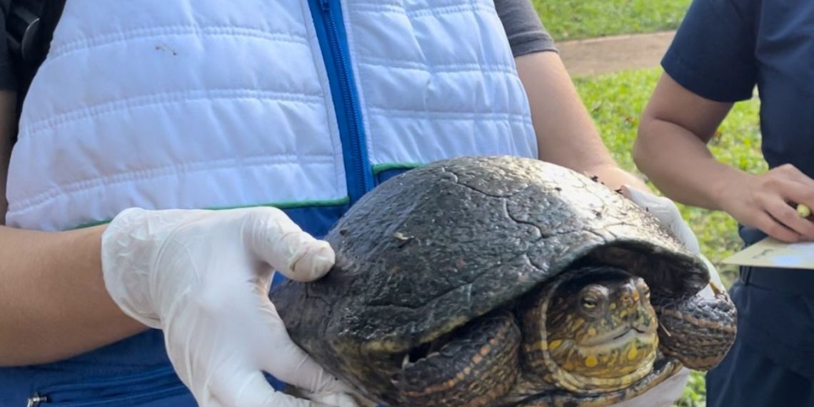 La CDMB inició la extracción de tortugas de agua en el lago de la UIS