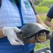 La CDMB inició la extracción de tortugas de agua en el lago de la UIS