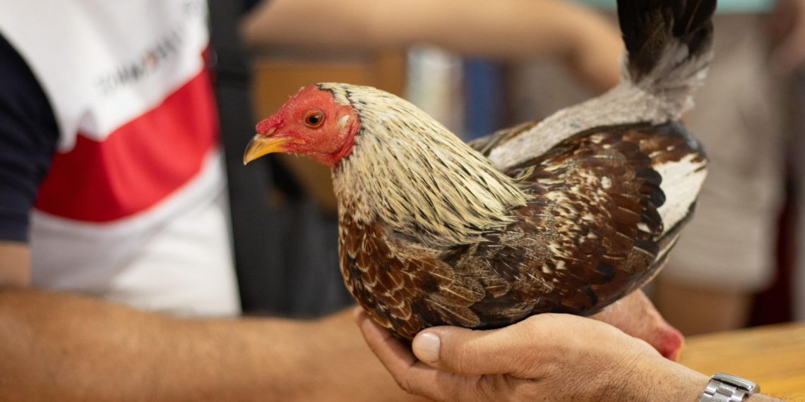 Presidente Nacional de los galleros pide que no se prohíba esa actividad