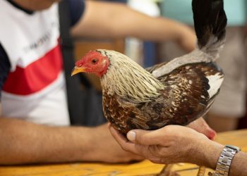 Presidente Nacional de los galleros pide que no se prohíba esa actividad