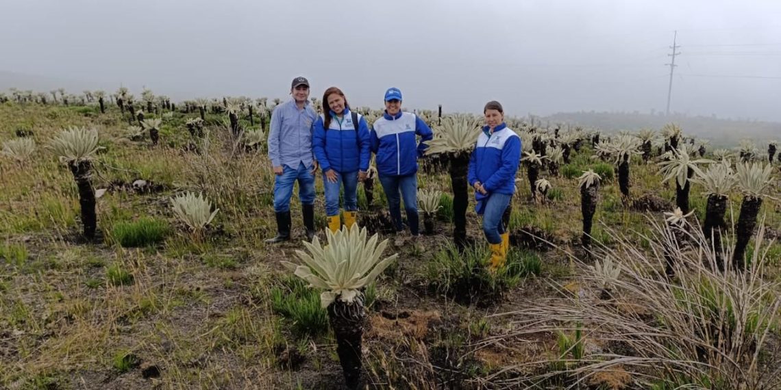 CDMB confirma recuperación de vegetación en zona de páramo afectada por incendios de enero 2024