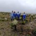 CDMB confirma recuperación de vegetación en zona de páramo afectada por incendios de enero 2024