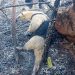 Tamandúa Mexicana u hormiguero fue rescatado entre las cenizas del incendio forestal de Girón