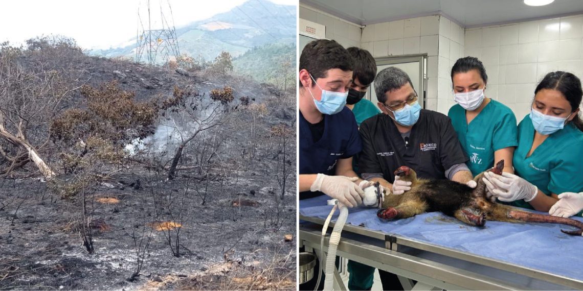 ¡Atención! Incendio forestal en Girón afecta 45 hectáreas de vegetación y fauna, incluyendo el rescate de un oso hormiguero