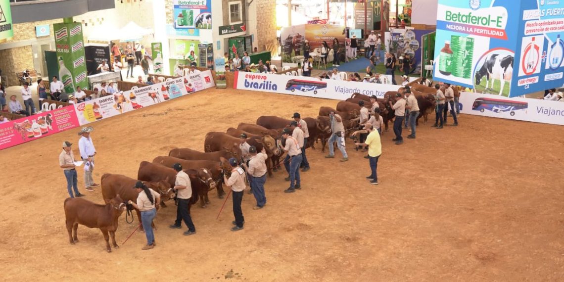 Con exposición de las razas Brahman y Gyr la Feria Ganadera se acerca a la recta final