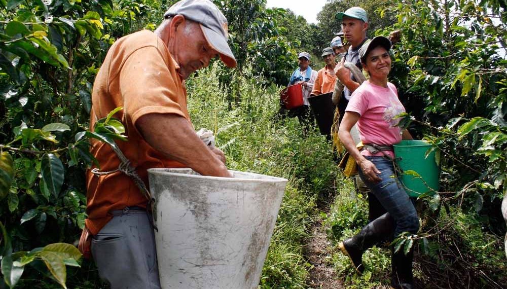 40 mil empleos directos ofrecen la temporada de cosecha cafetera en Santander