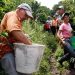 40 mil empleos directos ofrecen la temporada de cosecha cafetera en Santander