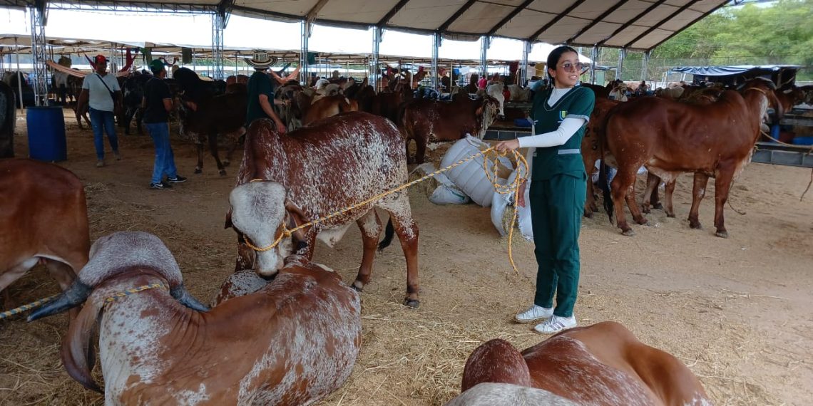 84 ganaderías con 400 cabezas de ganado Brahman y Gyr se toman las pistas de Cenfer el fin de semana