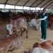 84 ganaderías con 400 cabezas de ganado Brahman y Gyr se toman las pistas de Cenfer el fin de semana