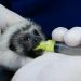 En la CDMB rehabilitan dos monos Tití Cabeciblancos rescatados de ambiente doméstico