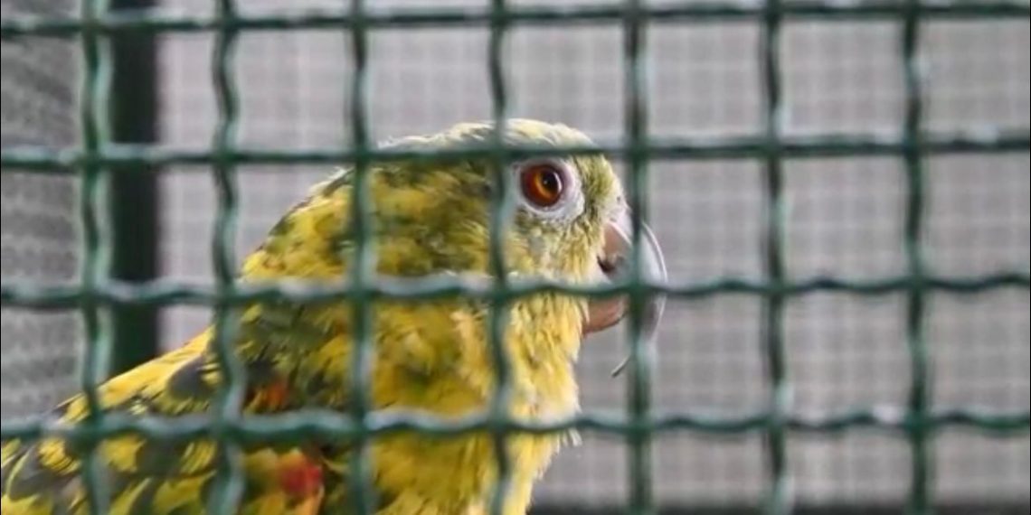 Dos Loras Cabeciamarilla en peligro de extinción fueron recuperados por la CDMB