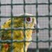 Dos Loras Cabeciamarilla en peligro de extinción fueron recuperados por la CDMB