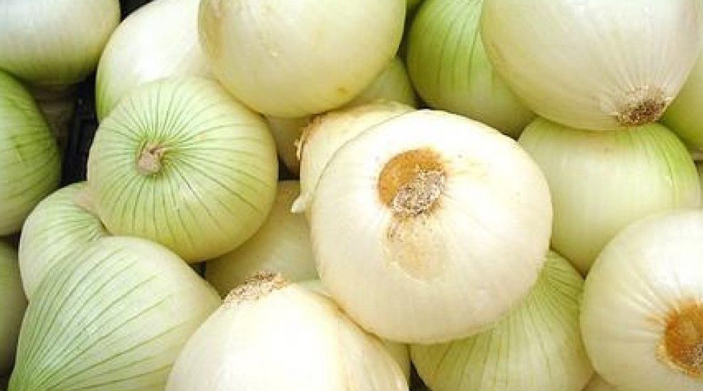 Gobierno Nacional diseña estrategias para fortalecer producción y comercialización de cebolla blanca en el país y evitar el contrabando
