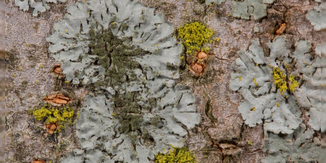 Descubren 120 nuevas especies en el Cañón del Chicamocha para conservación del Bosque seco tropical en los Valles Interandinos
