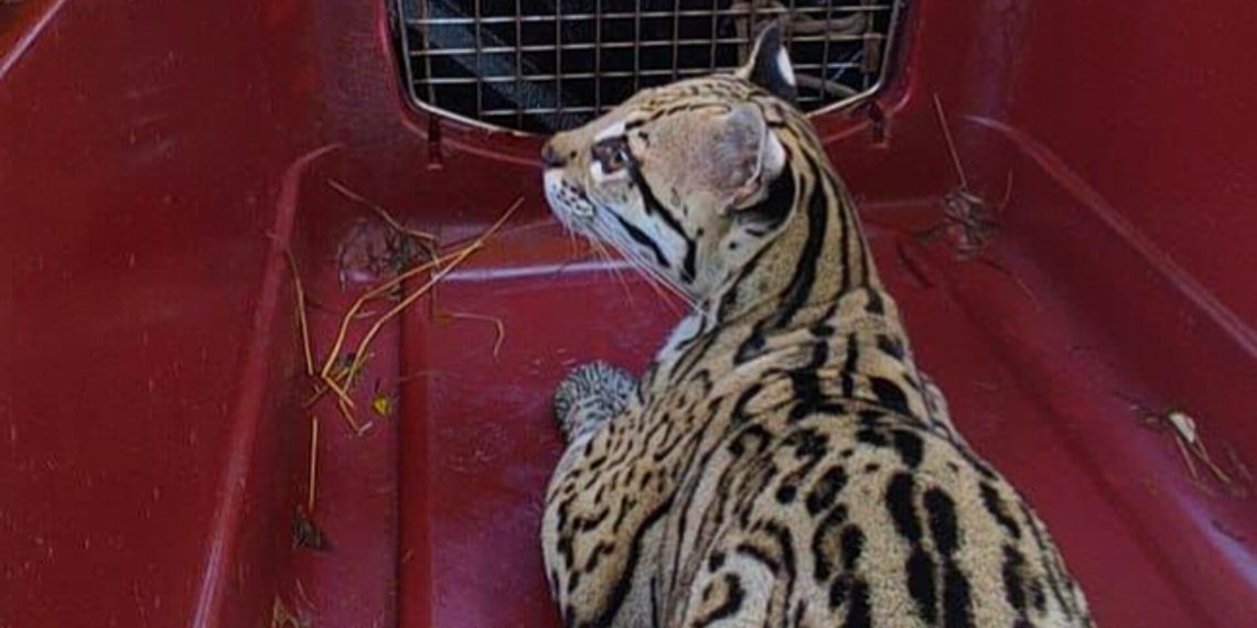 La CDMB impulsa la restauración ecológica con la liberación de 97 especies de fauna silvestre