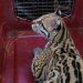 La CDMB impulsa la restauración ecológica con la liberación de 97 especies de fauna silvestre