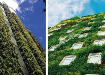 Polémica por jardines verticales en casas, apartamentos y edificios de Bucaramanga