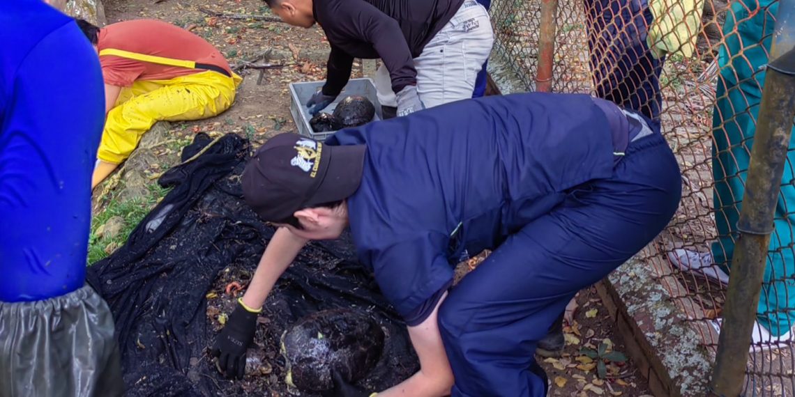 Con la recuperación de 26 ejemplares, la CDMB avanza en la extracción de tortugas del lago de la UIS