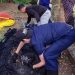 Con la recuperación de 26 ejemplares, la CDMB avanza en la extracción de tortugas del lago de la UIS