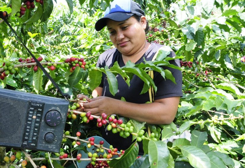 MinAgricultura habilita más de $45.000 millones para incentivar proyectos de inversión desarrollados por el campesinado