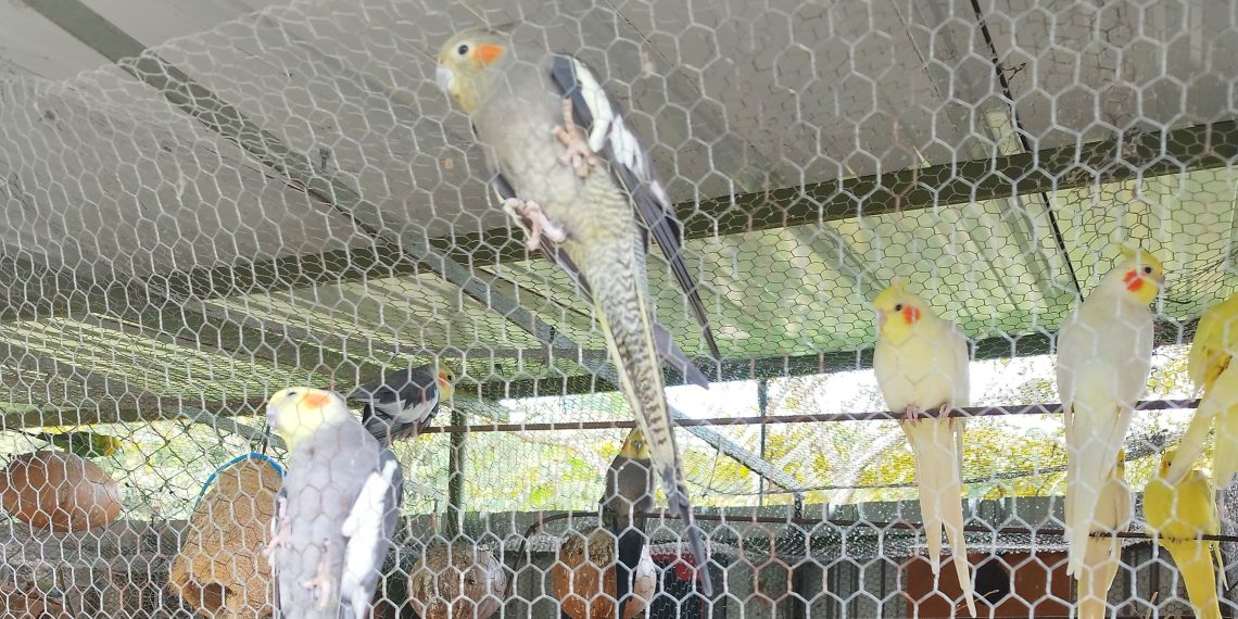 CDMB rescata 23 animales silvestres en operativo contra el cautiverio