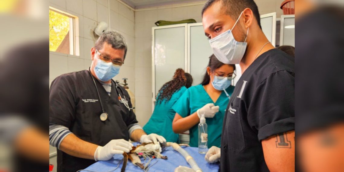 Hembra tití cabeciblanco fue rescatada por la CDMB en estado de desnutrición severo y con claros signos de estrés