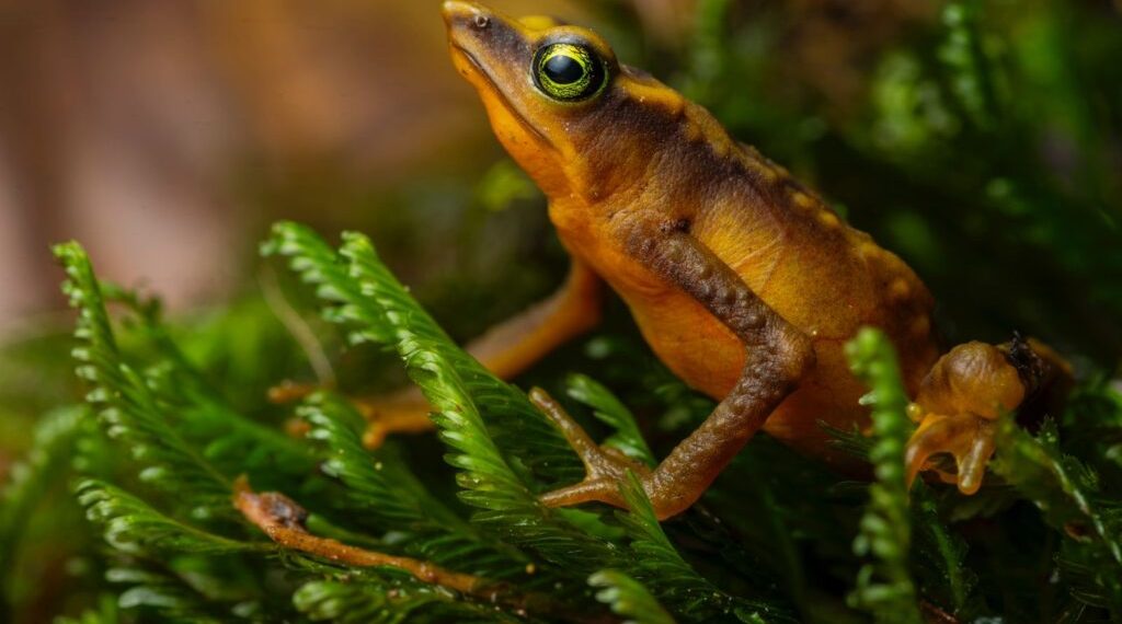 ¡Una nueva esperanza para la biodiversidad de Santander! La rana ‘Atelopus monohernandezii’ reaparece luego de 41 años