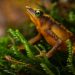 ¡Una nueva esperanza para la biodiversidad de Santander! La rana ‘Atelopus monohernandezii’ reaparece luego de 41 años