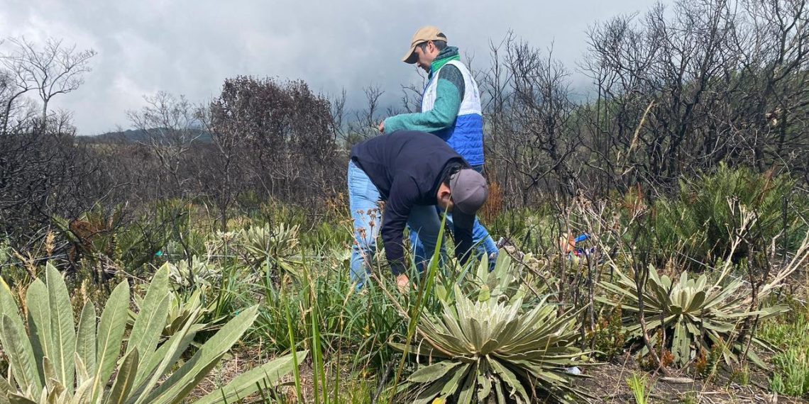 En Tona la naturaleza se recupera un año después del incendio forestal en el Páramo de Berlín