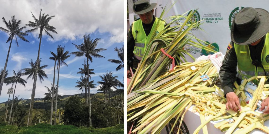 CDMB lanza campaña para proteger la palma de cera en Semana Santa