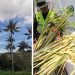 CDMB lanza campaña para proteger la palma de cera en Semana Santa