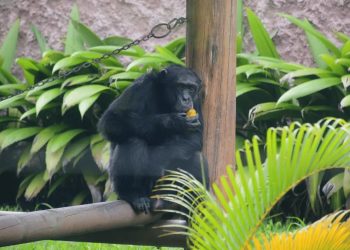 Brasil da la bienvenida a Yoko, el chimpancé que busca una segunda oportunidad