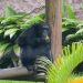 Brasil da la bienvenida a Yoko, el chimpancé que busca una segunda oportunidad