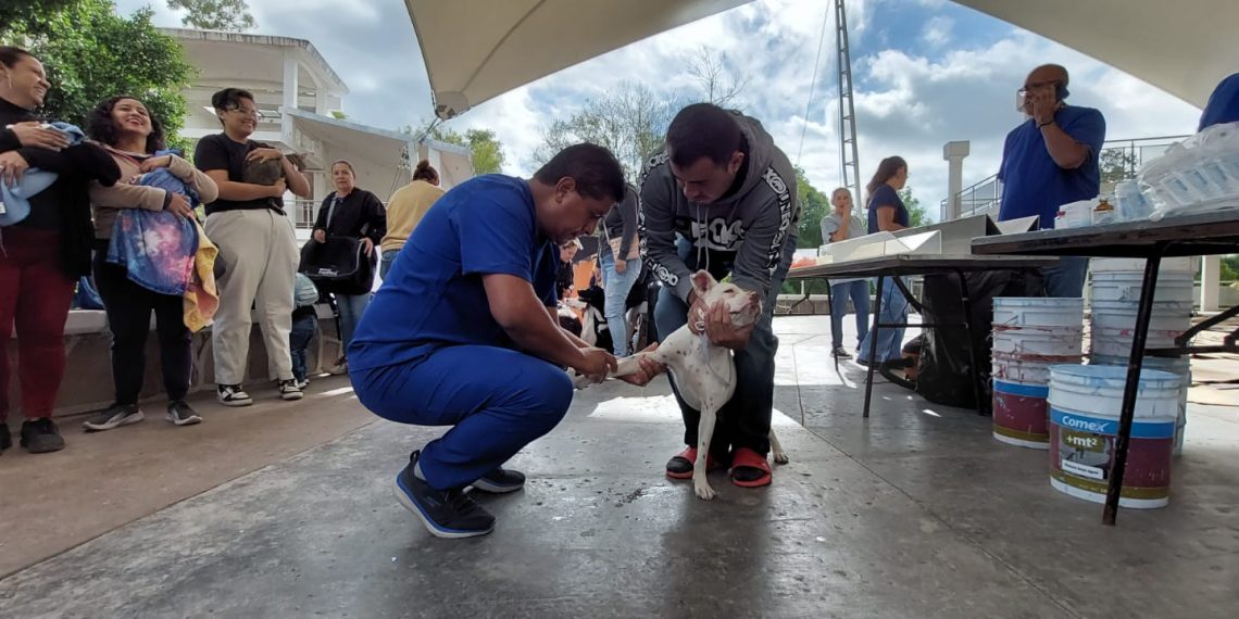 Bucaramanga intensifica jornadas de vacunación antirrábica para proteger a caninos, felinos y la comunidad