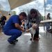 Bucaramanga intensifica jornadas de vacunación antirrábica para proteger a caninos, felinos y la comunidad