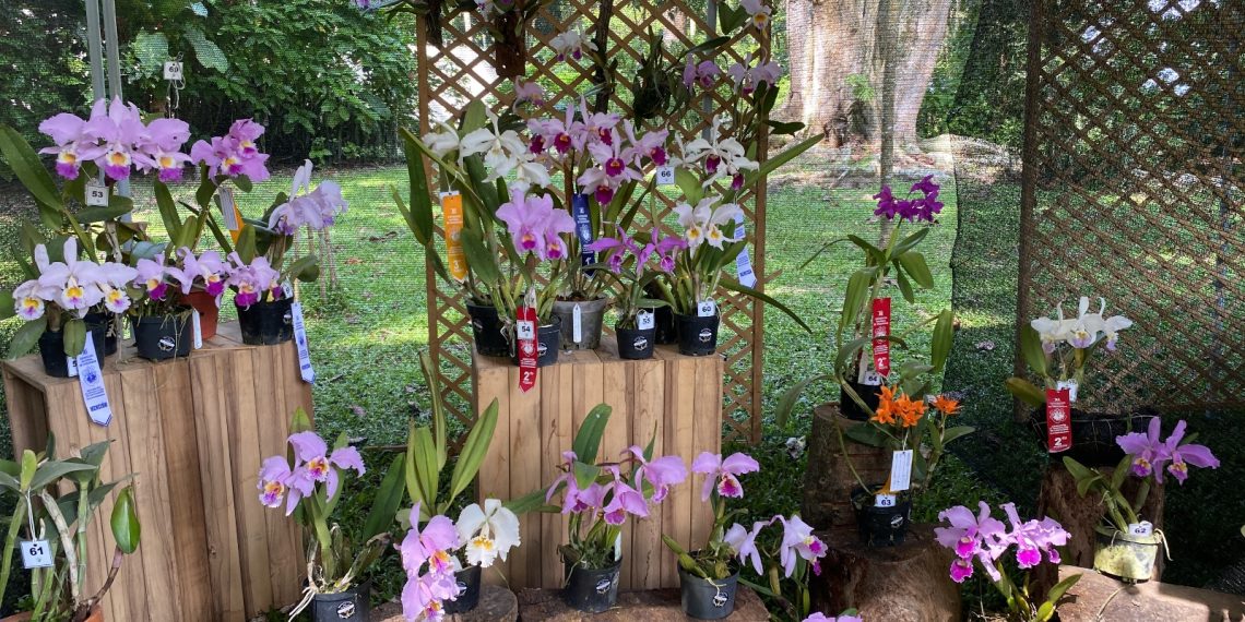CDMB y Asorquisan presentan la 13ª Exposición Nacional de Orquídeas en Santander