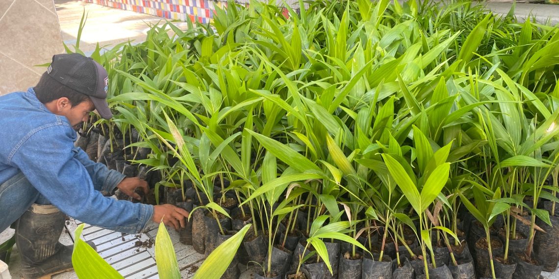 Para proteger la Palma de Cera la CDMB entrega 30 mil palmas sostenibles para sustituir el árbol nacional de Colombia